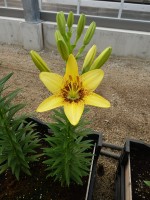 [5038 Yellow Pixels No01.JPG]